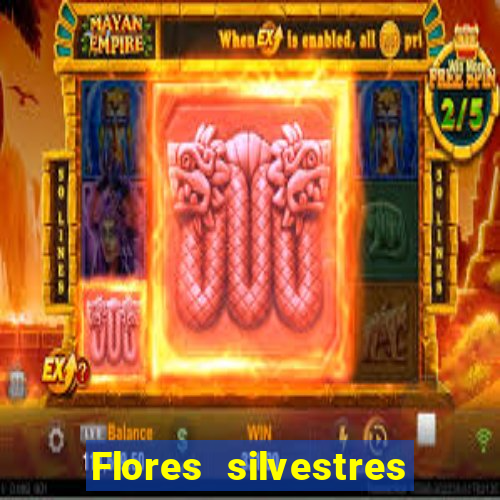 Flores silvestres brasileiras 25