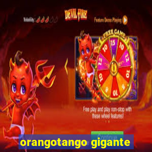 orangotango gigante